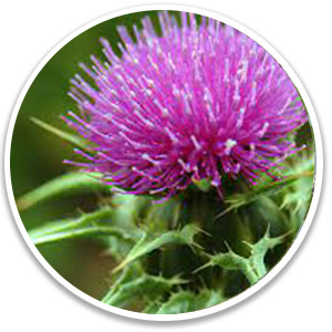 milk-thistle