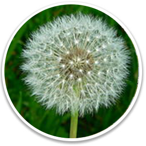 Taraxacum